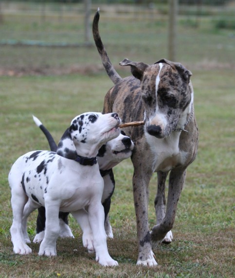 Spotted Pitbull