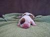 fs olde english bulldog pups 00-rose3.jpg