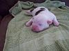 fs olde english bulldog pups 00-chloe2.jpg