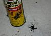 Killed a spider in the garage, don't know what it is?-spider-1.jpg