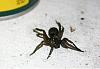 Killed a spider in the garage, don't know what it is?-spider-2.jpg