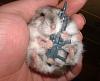 *** Cartek Customer Videos ***-armed-baby-hamster.jpg