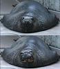 Smile fatty...it's Friday!-walrus1.jpg