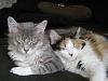 Kittens Need Good Homes-img_0750-large-.jpg