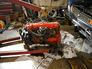 Nova going in under the knife-dscn1777.jpg