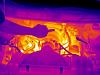 Thermal Images of LS1 engine-post-7-1080233907.jpg