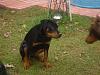 Who has a Dog or Puppy?-dsc01781-small-.jpg