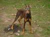 Who has a Dog or Puppy?-dsc01780-small-.jpg