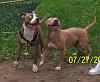 Looking for pic of the super buff Pitbull-july-puppy-pics-038.jpg