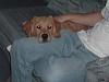 some pics of my babies (pets) post yours-cooper-dad.jpg