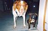 some pics of my babies (pets) post yours-jakelilysmall.jpg