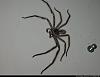 Spiders From Hell!!!-spider-203.jpg