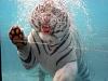 White Tiger underwater-marine-world-tiger-2-.jpg