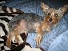 4 Silky Terrier Puppeis  Tampa, Fl  Born on July 8th.  Buy a Puppy!!-lilly-001.jpg