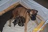 Bullmastiff puppies ready for xmas!!!-100_2047.jpg