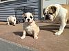 AKC English Bulldogs-img_0597.jpg