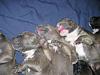 Pitbull pups almost ready for new homes...-pups.jpg