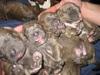 Pitbull pups almost ready for new homes...-pups1.jpg