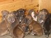 Pitbull pups almost ready for new homes...-pups2.jpg