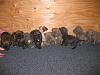 Pitbull pups almost ready for new homes...-pups3.jpg