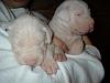 Pitbull pups almost ready for new homes...-stryker-cromwell-2-weeks.jpg