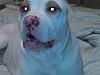 Lets see some pics of your pit bull terriers.-jade1-001.jpg