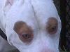 Lets see some pics of your pit bull terriers.-010.jpg