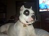 Lets see some pics of your pit bull terriers.-046.jpg