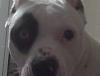 Lets see some pics of your pit bull terriers.-054.jpg