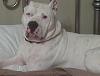 Lets see some pics of your pit bull terriers.-059.jpg