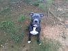 Lets see some pics of your pit bull terriers.-downsized_0903091008-2-.jpg