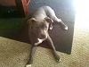 Lets see some pics of your pit bull terriers.-downsized_0913091345.jpg