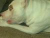 Lets see some pics of your pit bull terriers.-006.jpg