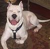 Lets see some pics of your pit bull terriers.-new-002.jpg