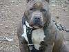 Lets see some pics of your pit bull terriers.-grizzly.jpg