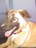 Free puppy to good home.-0410001539.jpg