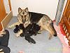 FS: German Shepherd puppies-stp60261.jpg