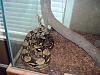 SNAKE: Red Tail Boa and BIG Tank.-dsc01047.jpg