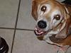 Had to put my dog down today...-molli-2006.jpg