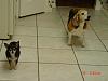 Had to put my dog down today...-molli-chloe-2007.jpg