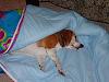 Had to put my dog down today...-molli-sleeping-bag.jpg