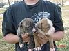 Easter Puppies ~Pitts~-mvc-002s.jpg