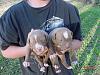 Easter Puppies ~Pitts~-mvc-004s.jpg