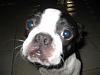 15 Month Old Boston Terrier to good home -----&gt;-img_1860.jpg