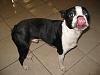 15 Month Old Boston Terrier to good home -----&gt;-img_1859.jpg