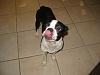 15 Month Old Boston Terrier to good home -----&gt;-img_1861.jpg