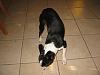 15 Month Old Boston Terrier to good home -----&gt;-img_1864.jpg