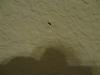 Name this bug?!-img_0163_1.jpg