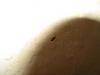 Name this bug?!-img_0164_1.jpg