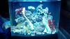 Salt Water Tanks-tank1.jpg